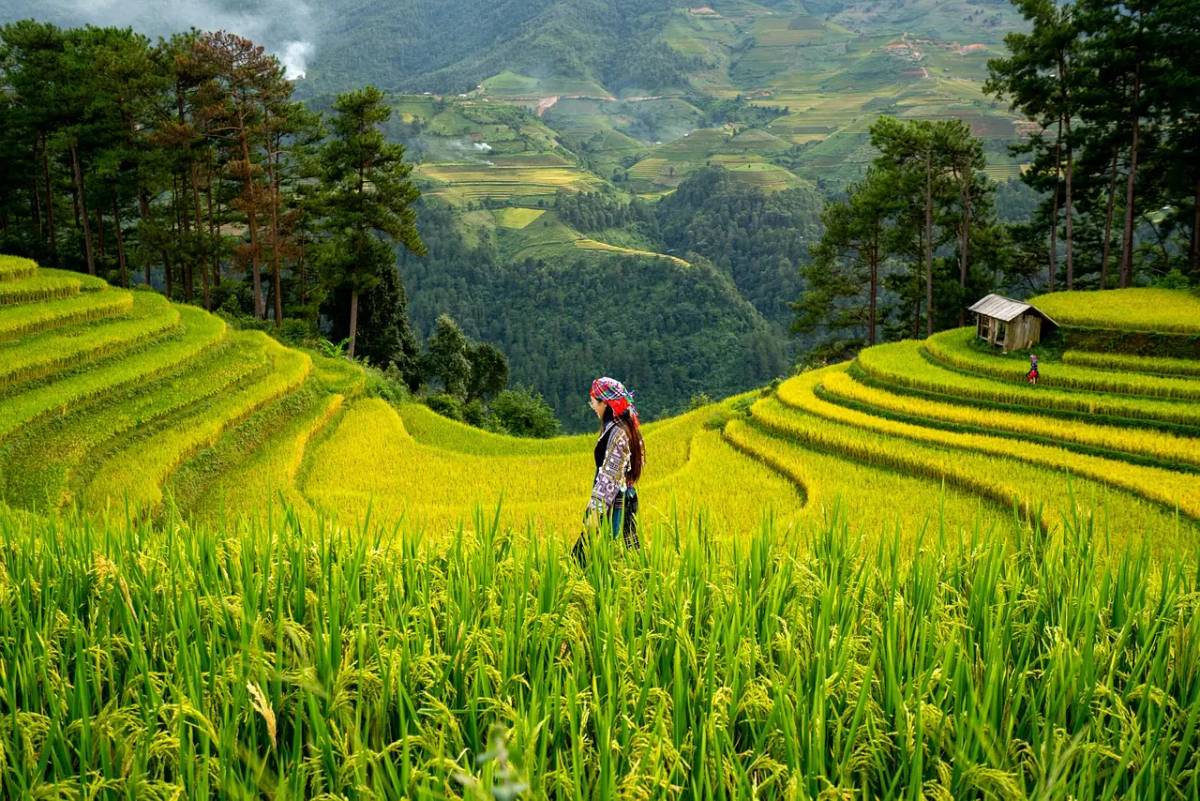 Rice price surge explained