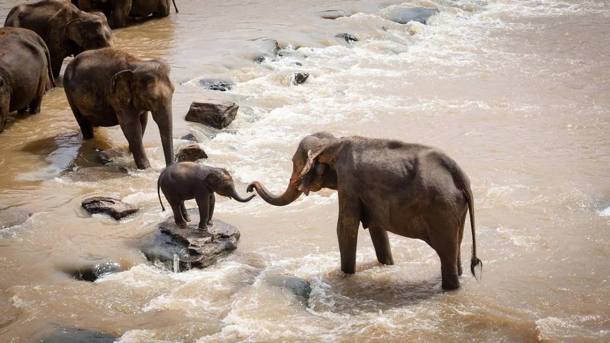 Why elephant fence disputes in Idukki are creating tension