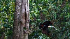 Brazil sees record fall in Amazon deforestation as key election looms