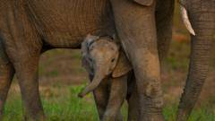 Global nature talks reach deal but money remains an issue