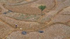 Five ways El Niño is affecting the weather around the world