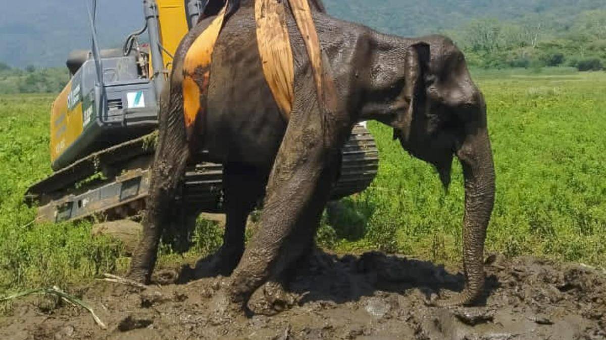 Female elephant trapped in slush at Erode district’s Gunderipallam reservoir dies