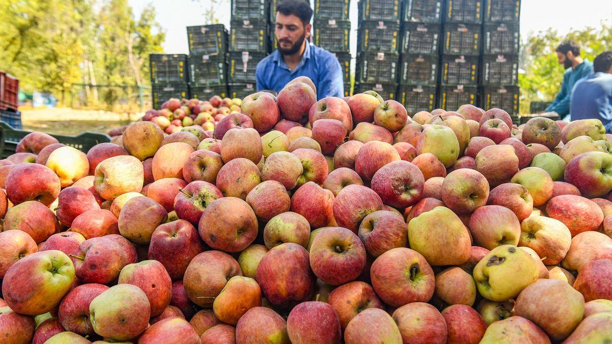 Experts at CII meet flag roadblocks in Kashmir apple cart’s global ambition