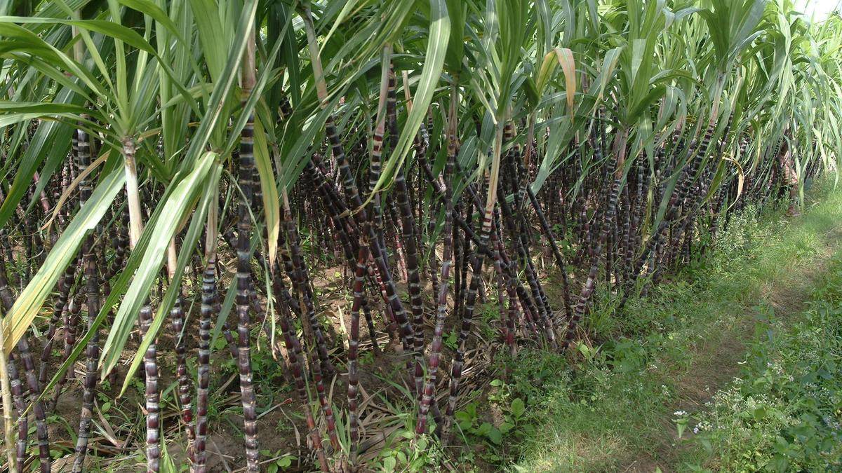 Farmers threaten agitation over MSP if demand not met immediately
