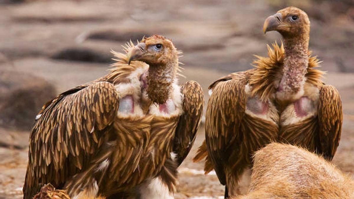 Feral dogs ‘a major threat’ to vultures in Thar desert, study finds