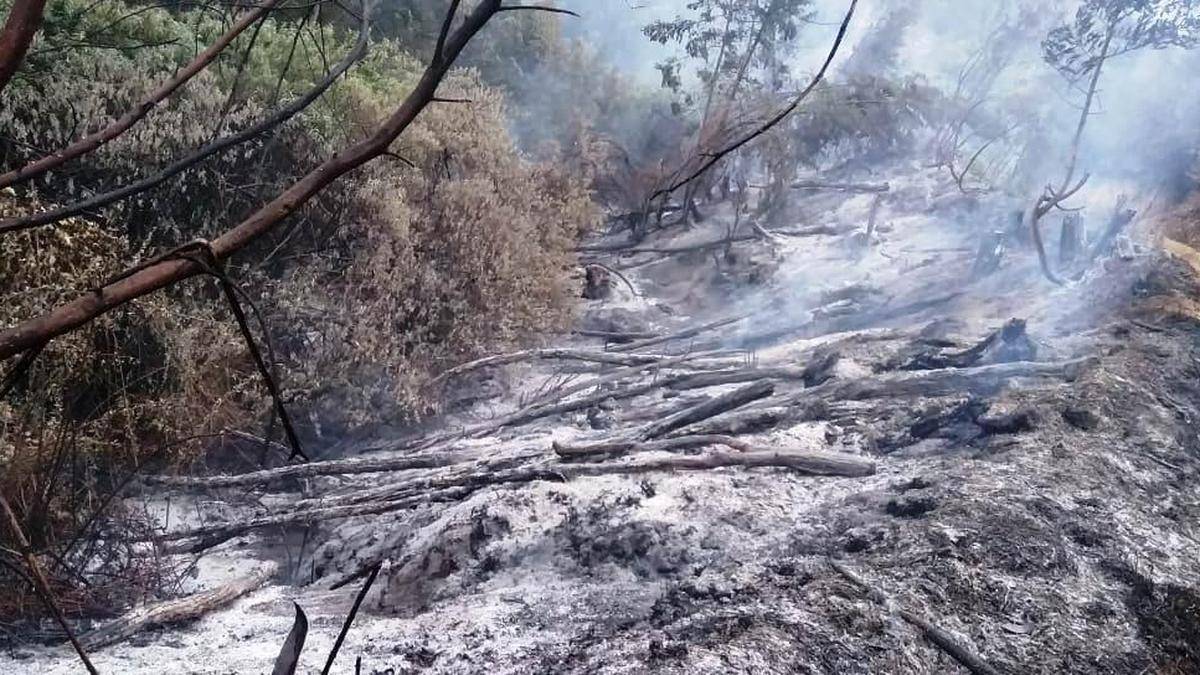 El Niño pourrait accentuer le stress des forêts et de la faune du Keralam