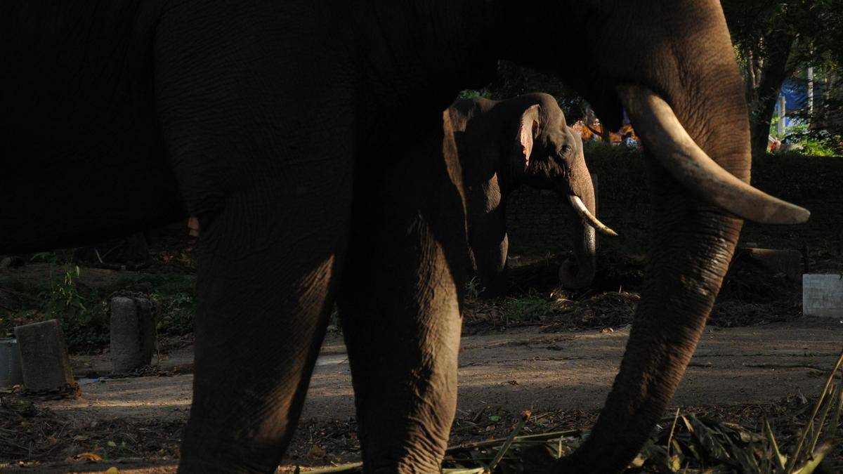 Owner, mahout booked for neglecting elephant in Kozhikode