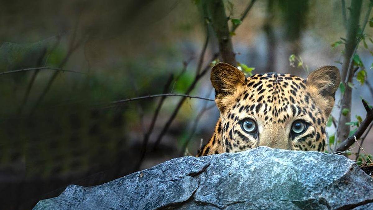 Villagers booked for obstructing officials trying to rescue stranded leopard in Tumakuru