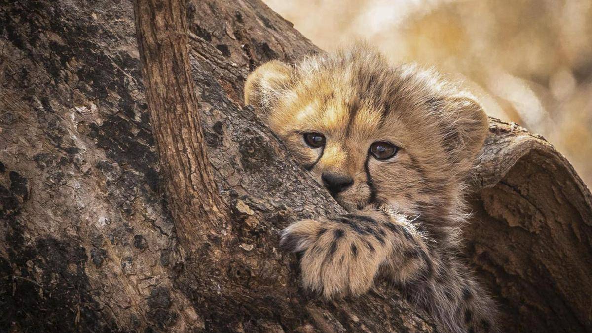 What does the shooting of a Kuno cheetah cub mean for Project Cheetah? | Explained