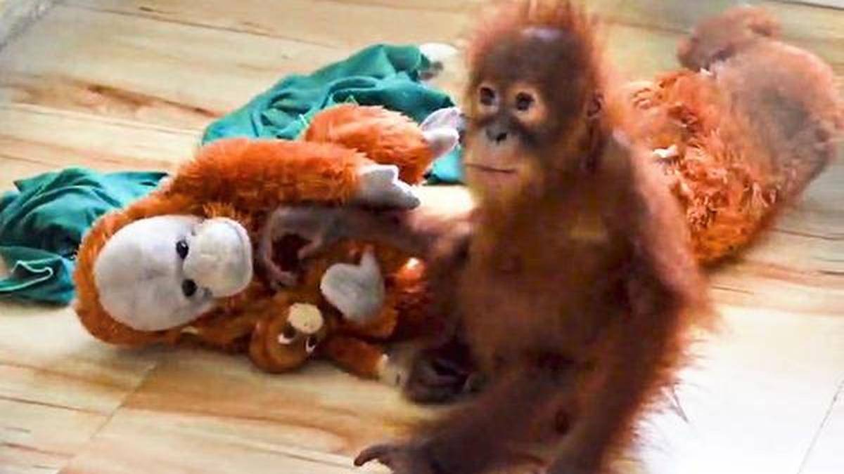 Three rescued orangutans in Odisha suffering from anaemia: Officials