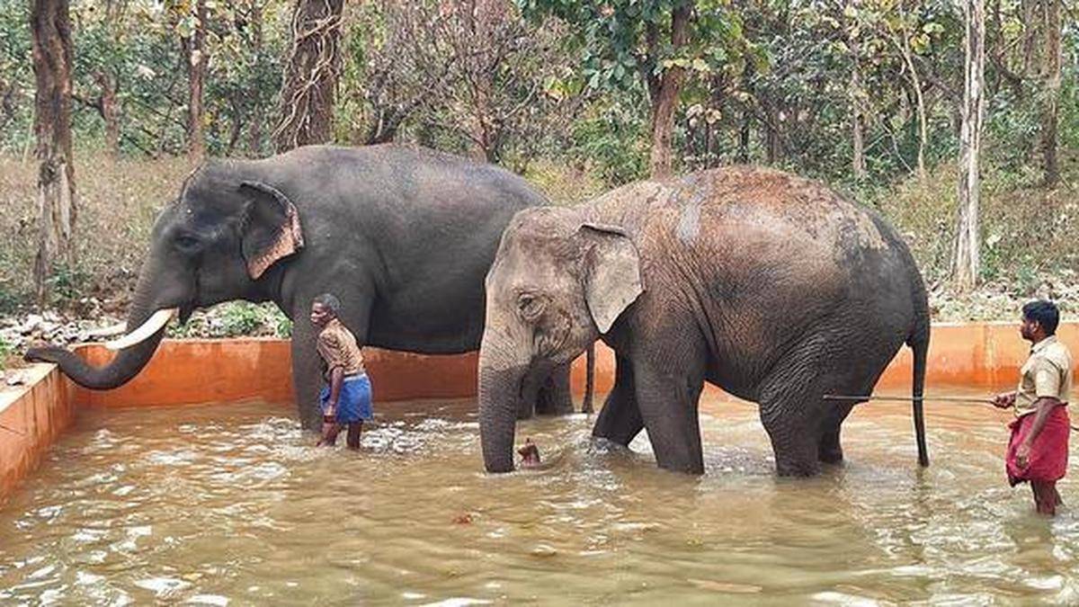 Coimbatore district’s Chadivayal elephant camp open to visitors from October 16