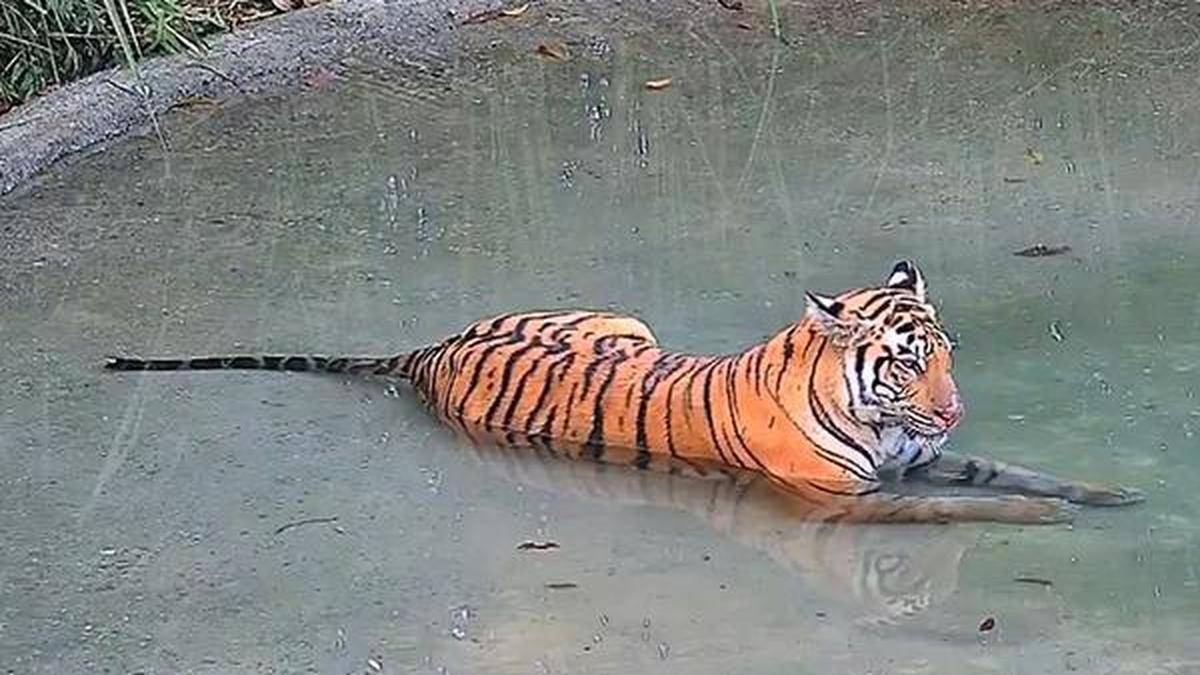 Tigress from Buxa reserve, recently relocated from Bihar, enters Assam
