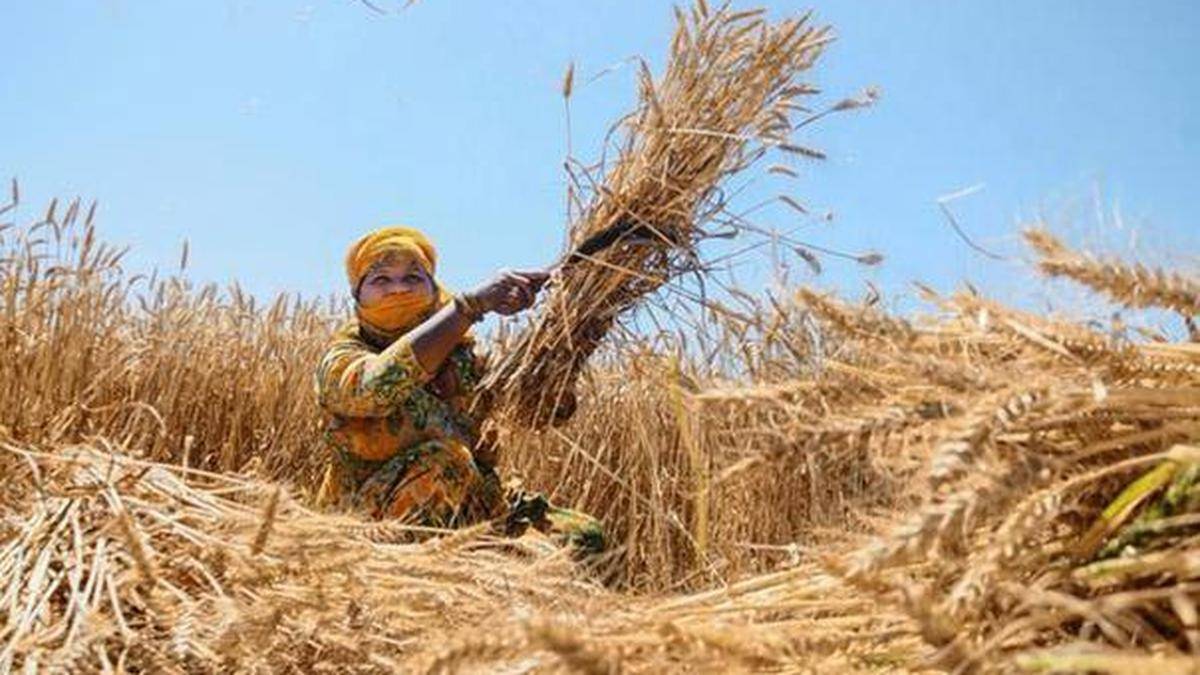 Düngemittel-Hardening, Schwarzmarkt wird in der Rabbi-Pflanzsaison in Rajasthan eingedämmt werden