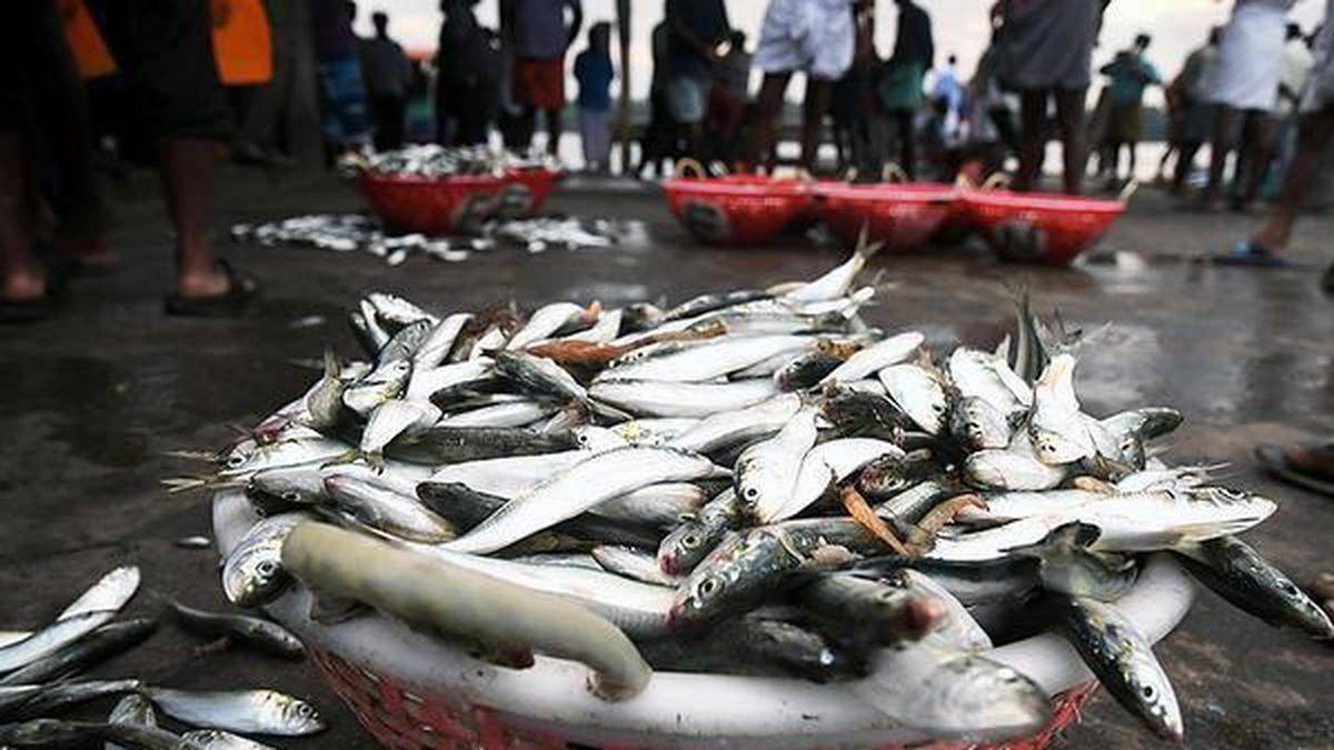 Alleged sale of spoiled fish: authorities to intensify scrutiny of fish markets in Kozhikode
