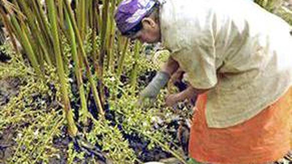 Heavy pesticide use puts Keralam’s cardamom ecosystem under pressure