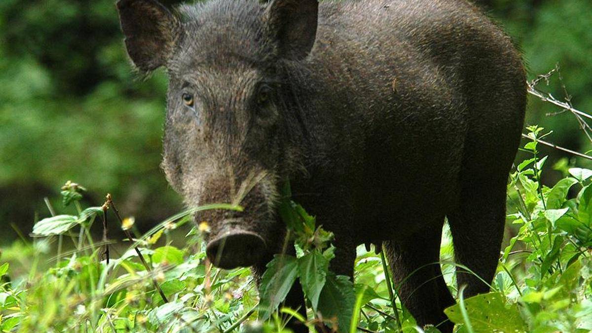 Wild boar menace grows due to shortage of licensed shooters in Kozhikode district