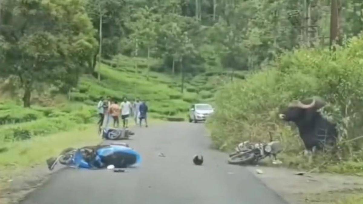 Tourists visiting Valparai cautioned to keep safe distance from wild animals moving along roads