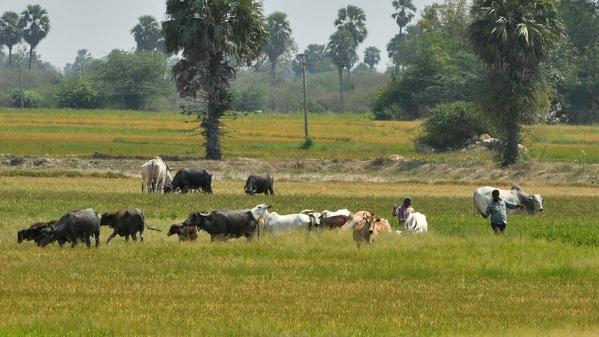 El Nino | Telangana to cultivate fodder in lakes and ponds’ shikam lands to address potential shortage