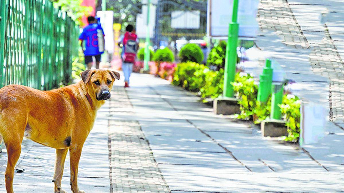 Three detained for hanging dog from tree, beating it to death