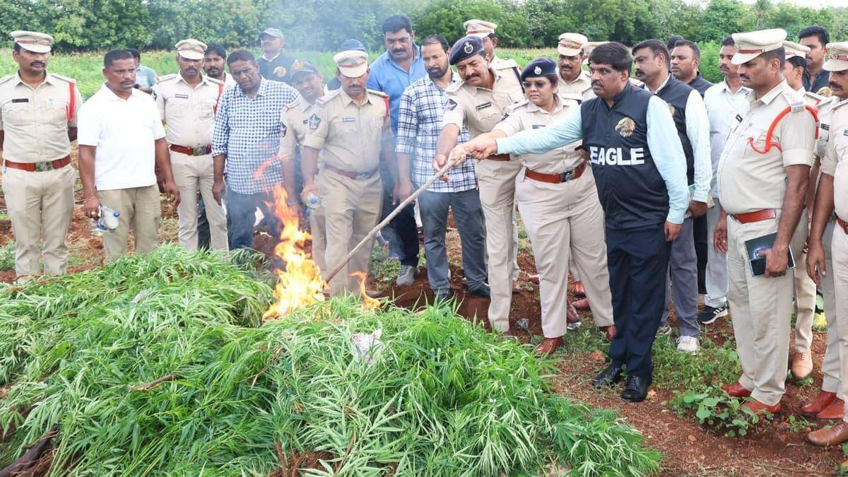 Police destroy ganja cultivation, six held in Nellore district of Andhra Pradesh