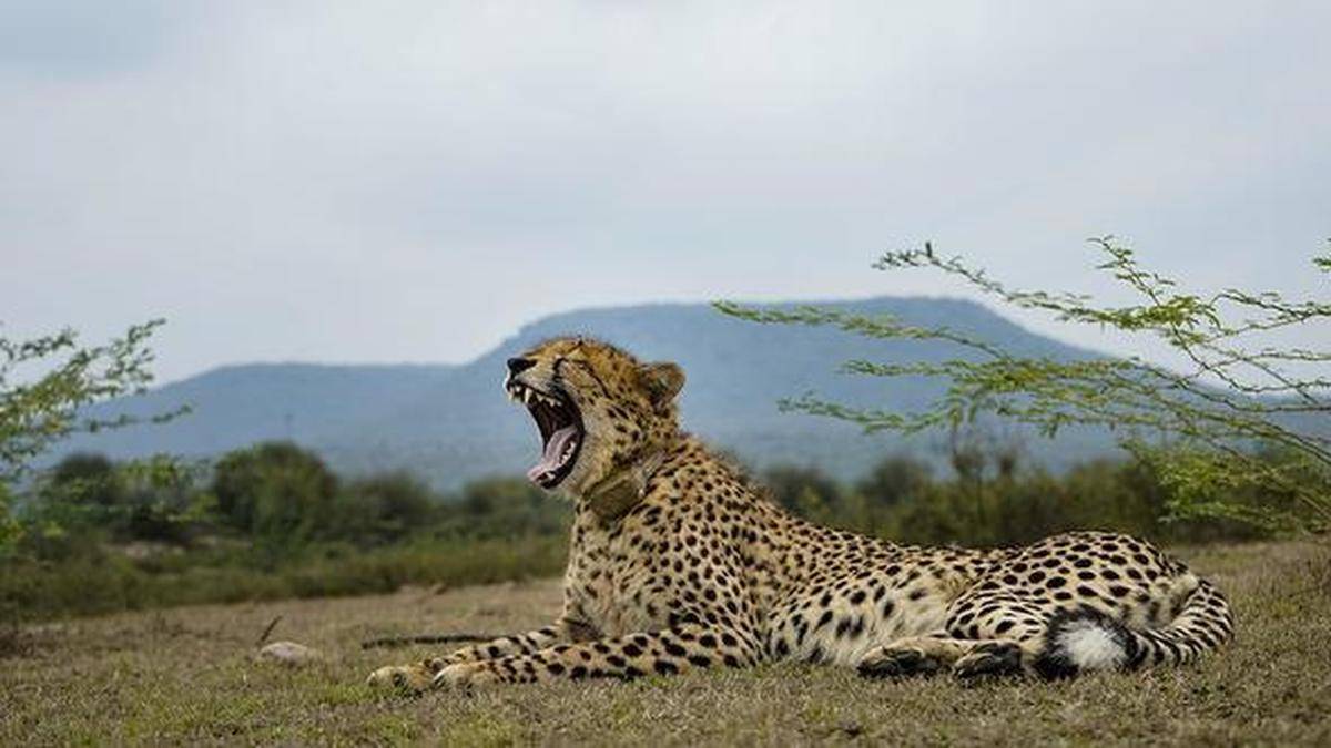 M.P. wildlife officials highlight Chambal region’s gun culture as probe into cheetah shooting goes on