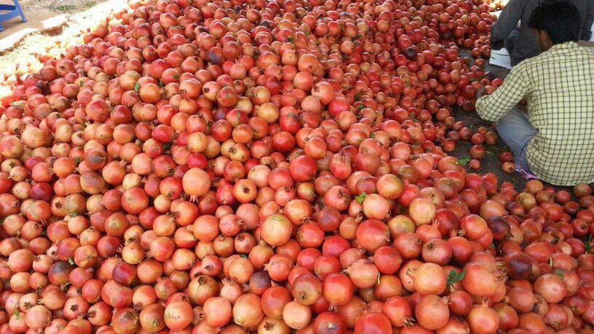Despite drought and diseases, farmers around Bengaluru achieve good pomegranate yield
