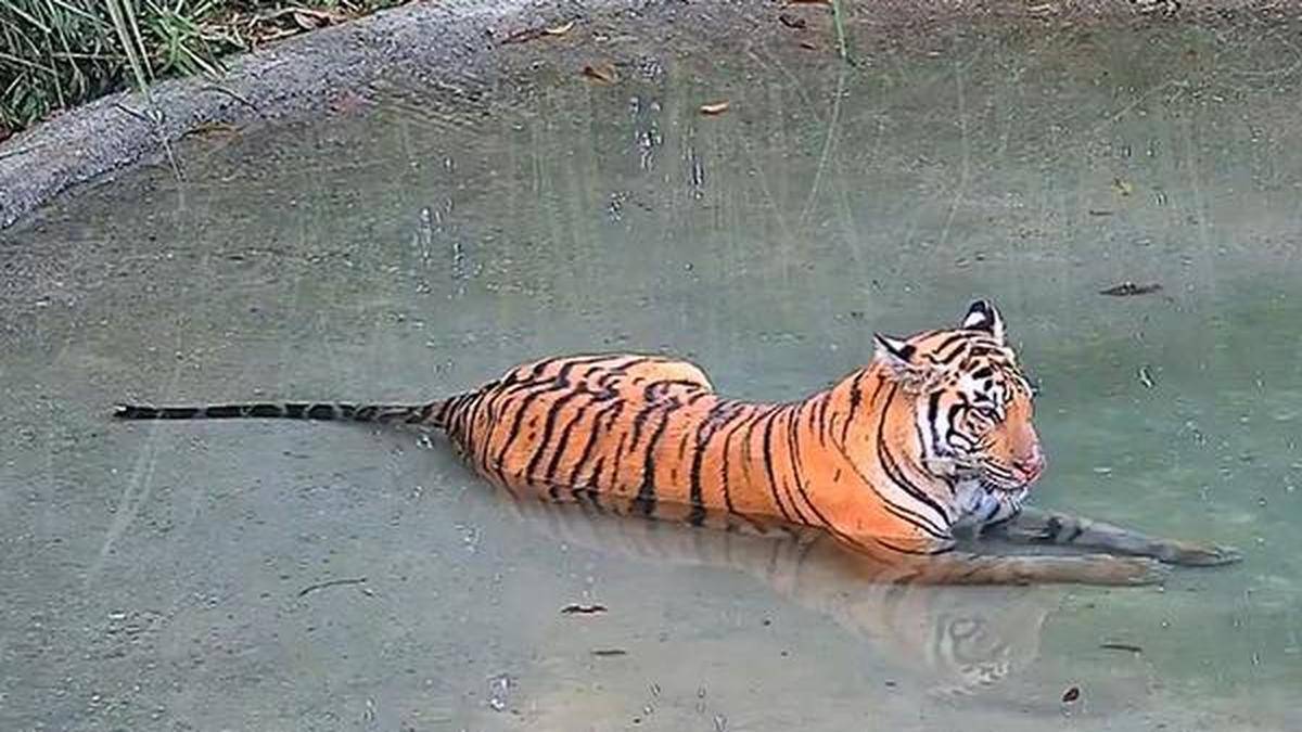 West Bengal steps up efforts to bring back tigress that strayed into Assam
