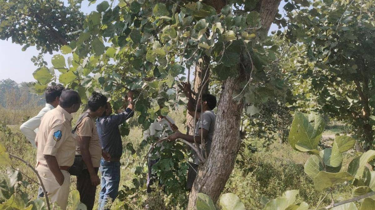 In Adilabad, tribals find new sources of income from forests