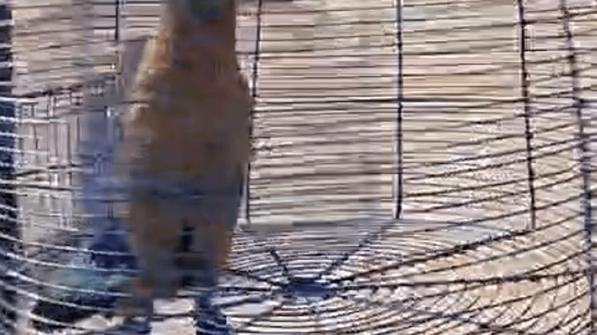 Four Indian Rollers, Telangana’s State bird, rescued during Dasara celebrations in Hyderabad