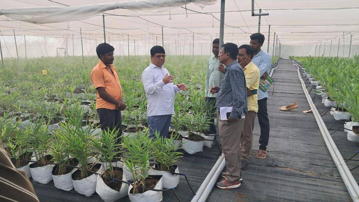 Telangana farmers’ preference for veggies, spices over paddy continues in Yasangi 2026