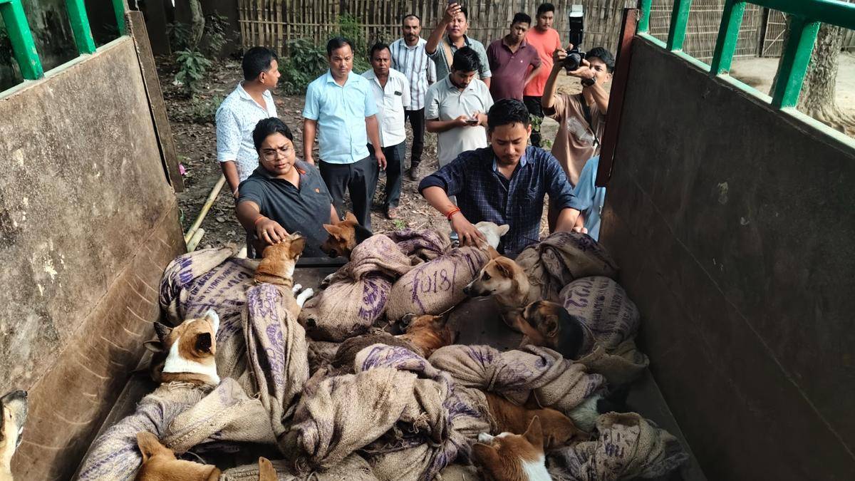 26 dogs rescued from suspected meat trade in Assam