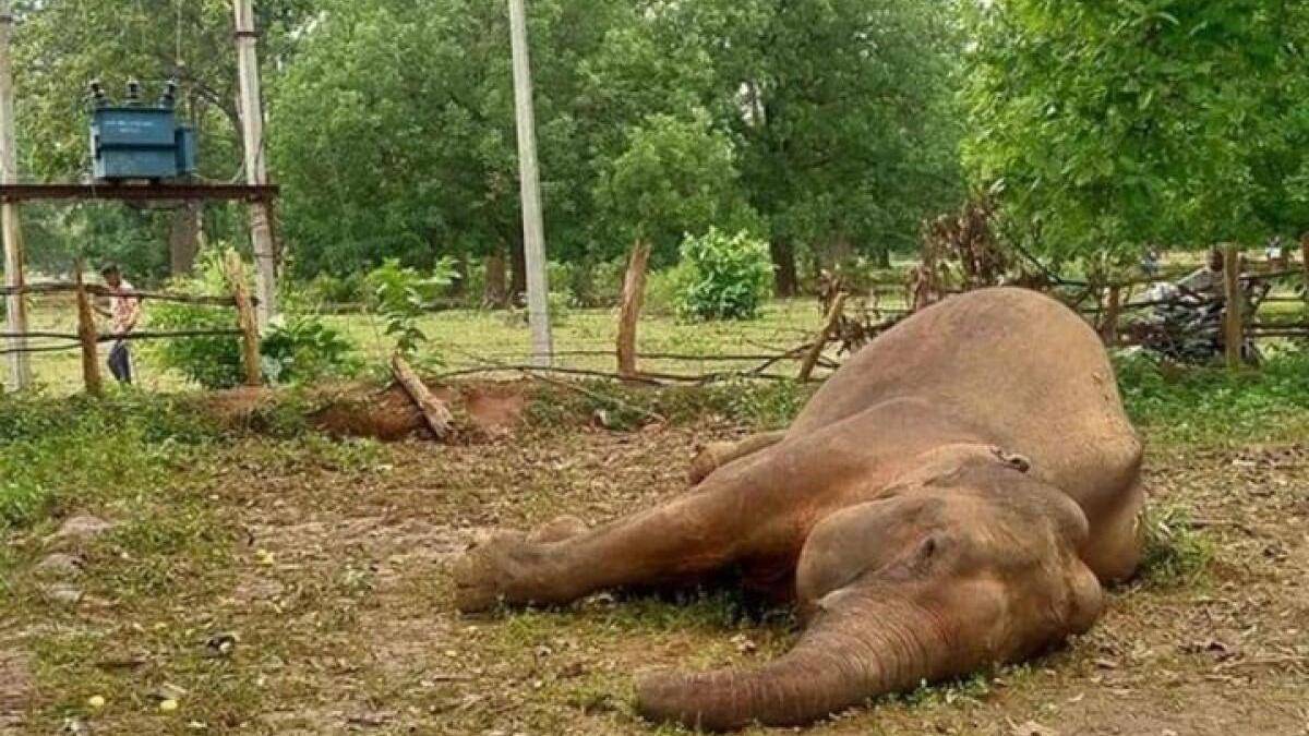 Electrocution behind 32 of 49 elephant deaths in Andhra’s Chittoor since 2015