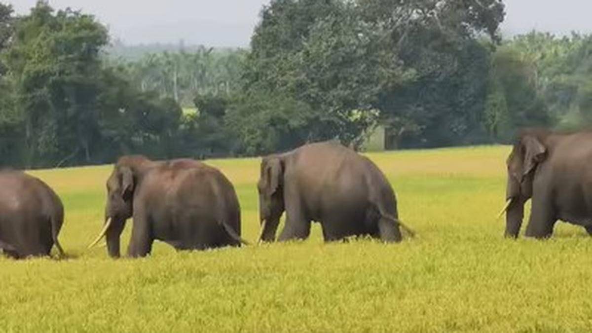 Wild elephants spotted roaming in parts of Sagar taluk in Shivamogga