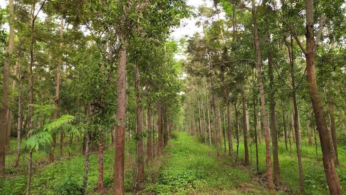 Probe sought into suspected theft of 30 sandalwood trees from Nenmara forest in Keralam