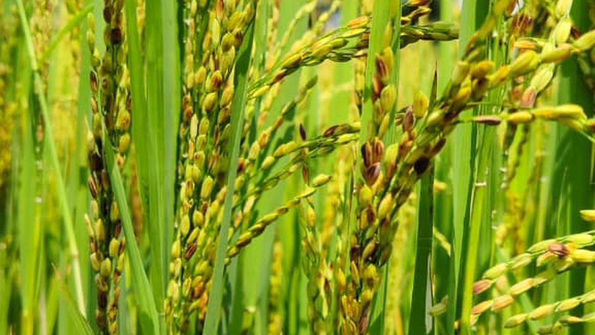 Mite infestation and sheath rot spread in Kuttanad’s second-crop paddy fields