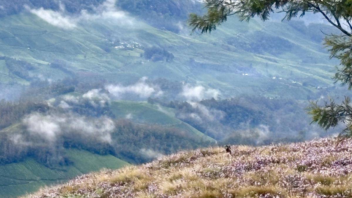 Meeshapulimala opens to tourists as Neelakurinji blooms