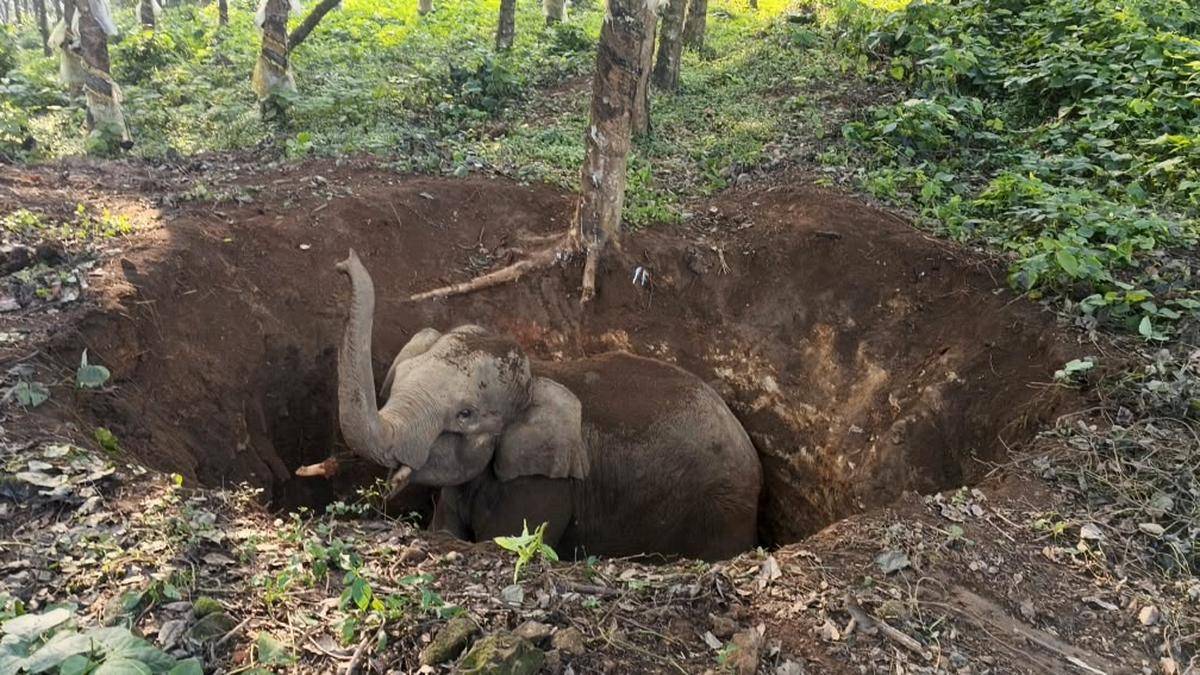 Elephant calf falls into abandoned well in Keralam’s Thrissur; rescue operation underway