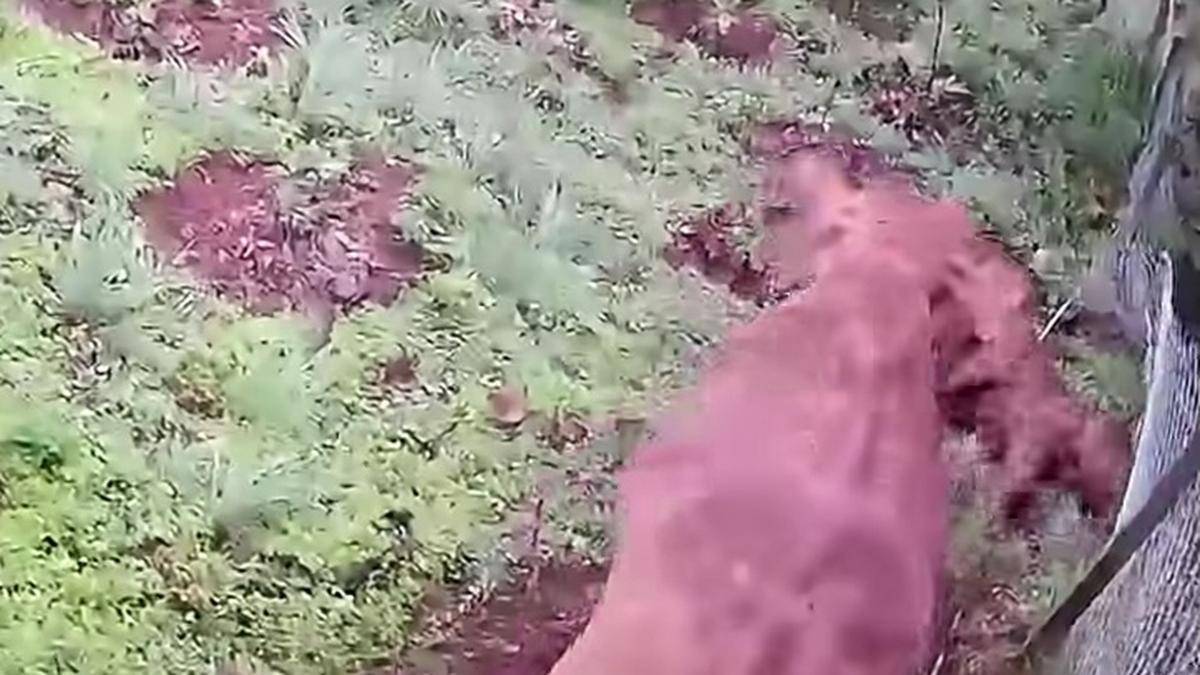 Elephant calf dies after slipping down slope in Wayanad