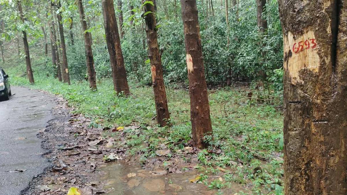 Forstverstöße in der Chalakudy-Division von Keralam stehen unter Beobachtung