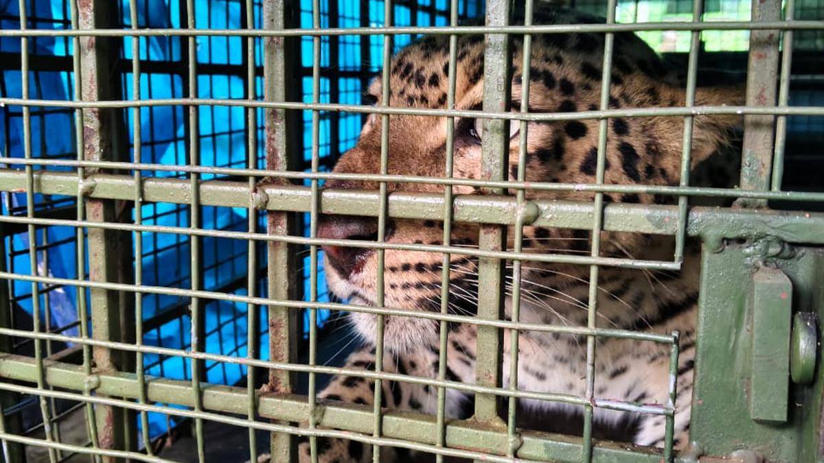 Leopard trapped at Akathethara