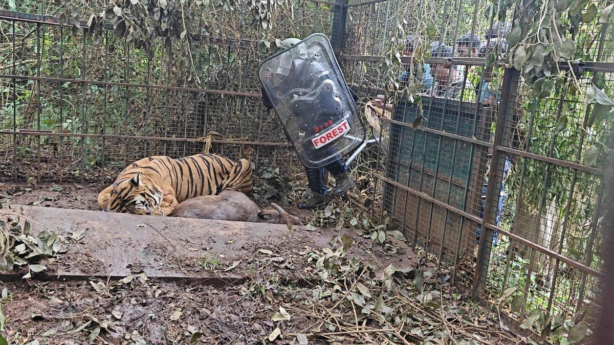 Tiger trapped in cage near Gudalur; efforts on to relocate it to Vandalur zoo