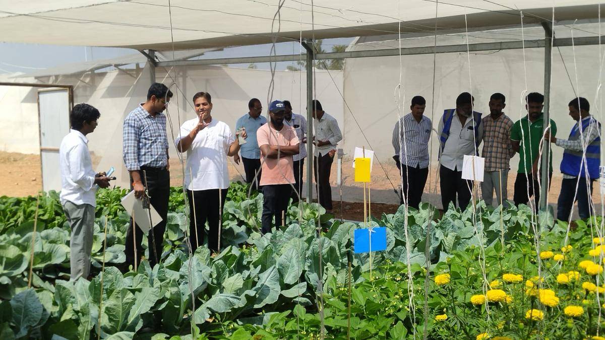 Farmers should explore crops that need less water: Telangana SPDCL CMD