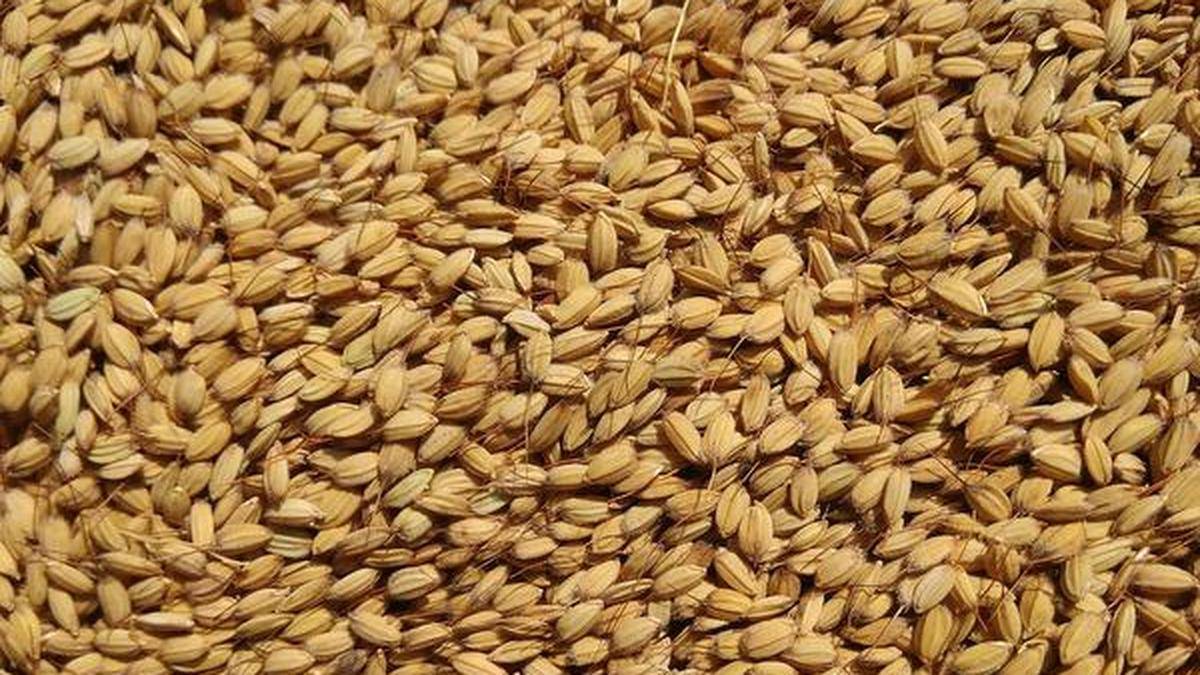 In Kashmir’s traditional rice, clues to a journey from East Asia